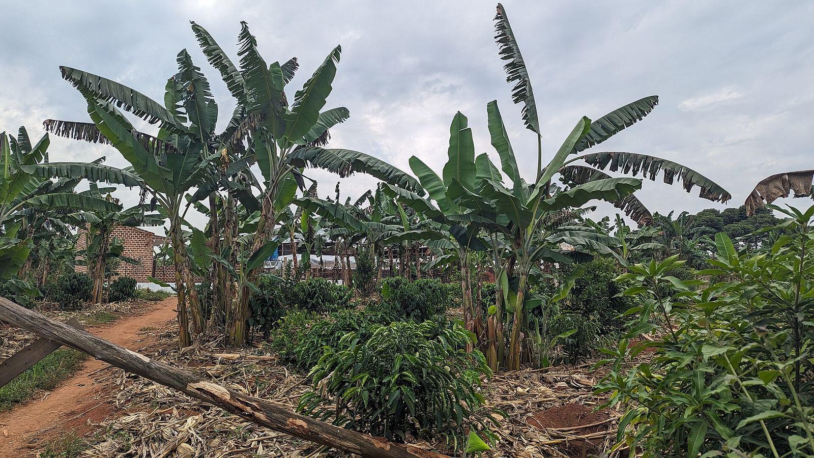 Coffee growing under banana plants on a Ugandan smallholder farm
