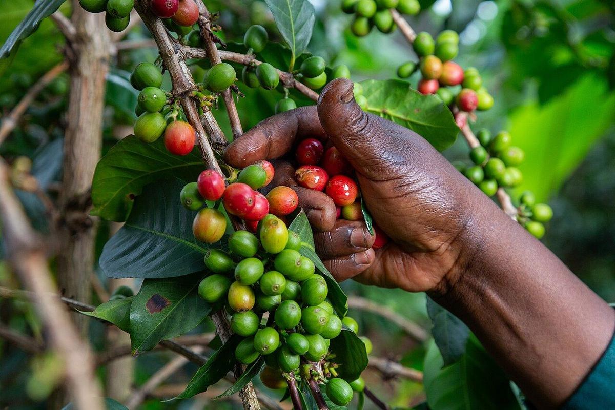 A farmer’s hand selectively picking ripe red coffee cherries
