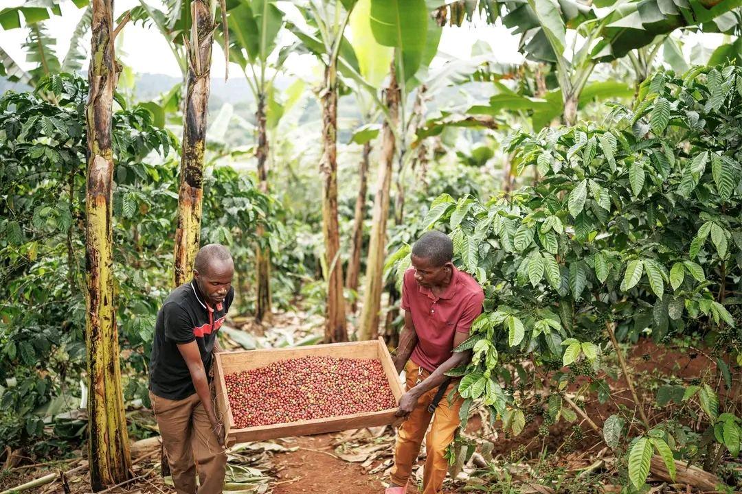 Two Ugandan farmers carry a tray of freshly picked red coffee cherries between coffee and banana plants