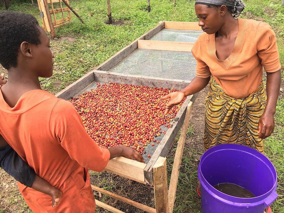 Two women spreading coffee cherries on a raised drying bed