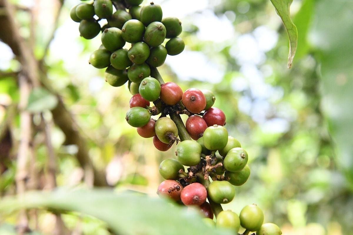 Clusters of ripening red and green coffee cherries on a Ugandan coffee branch