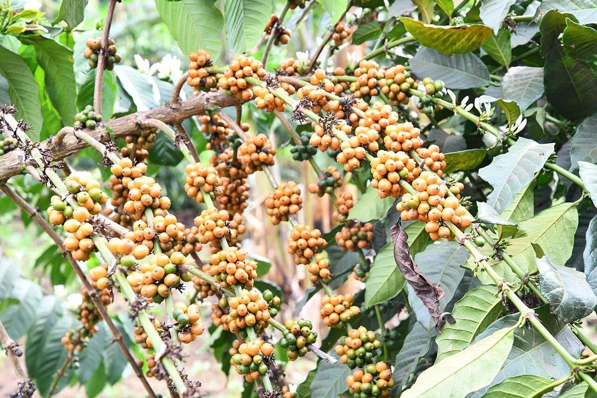 Dense clusters of ripening Robusta coffee cherries along a branch