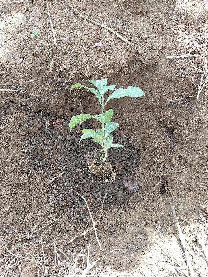 A young coffee seedling freshly transplanted into a planting hole